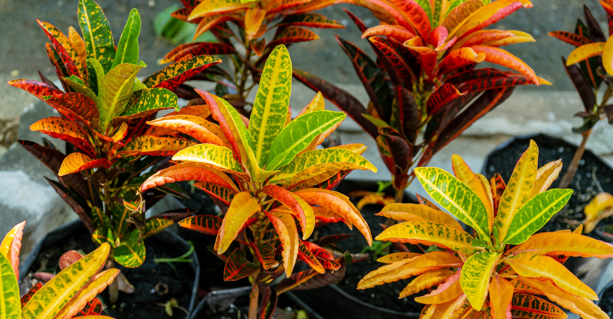 croton