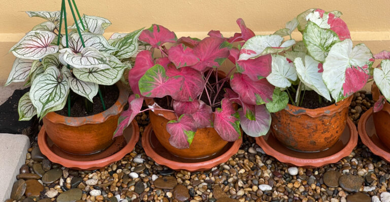 potted caladium