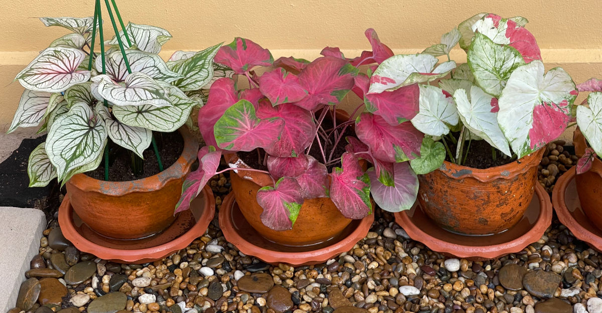 potted caladium