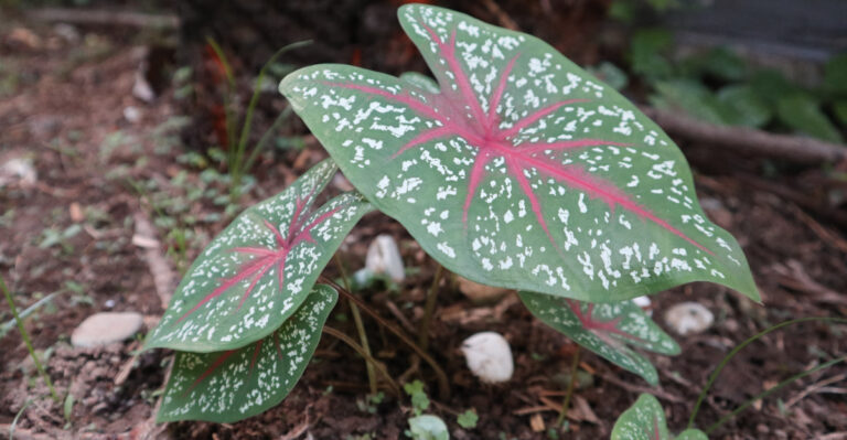 caladium