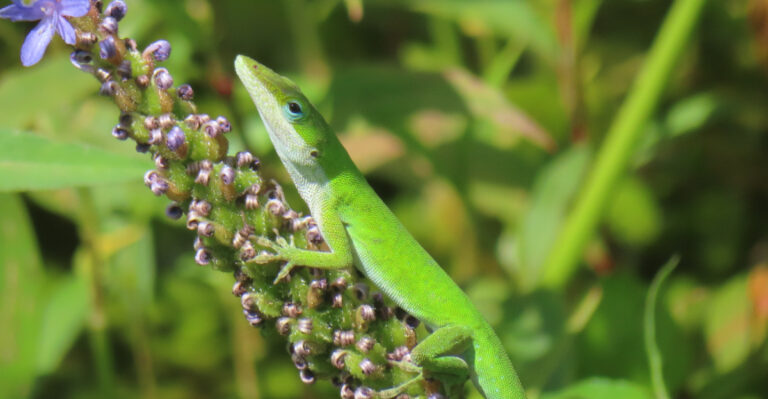Florida Plants That Pull In Lizards And What That Does To The Insect Problem In Summer