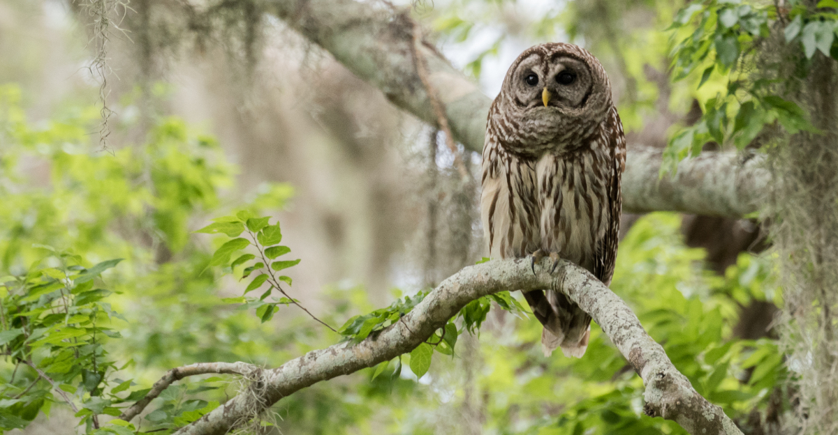 owl in live oak