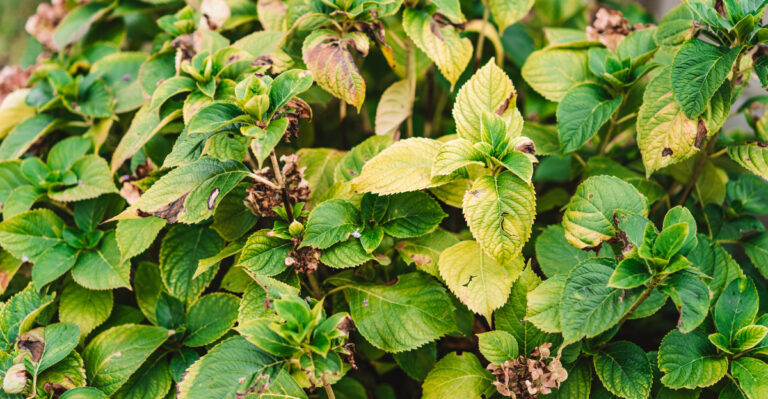hydrangea heat stress