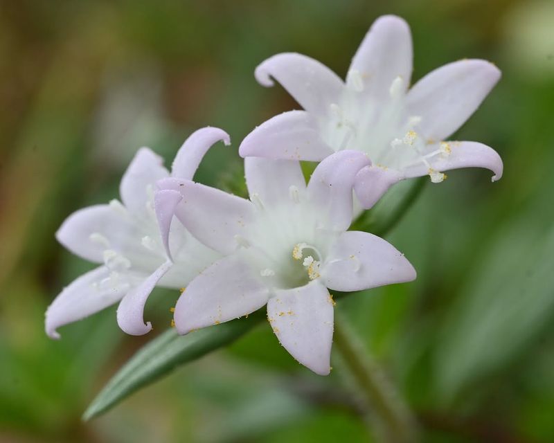 Florida Pusley Looks Like A Sweet Little Wildflower