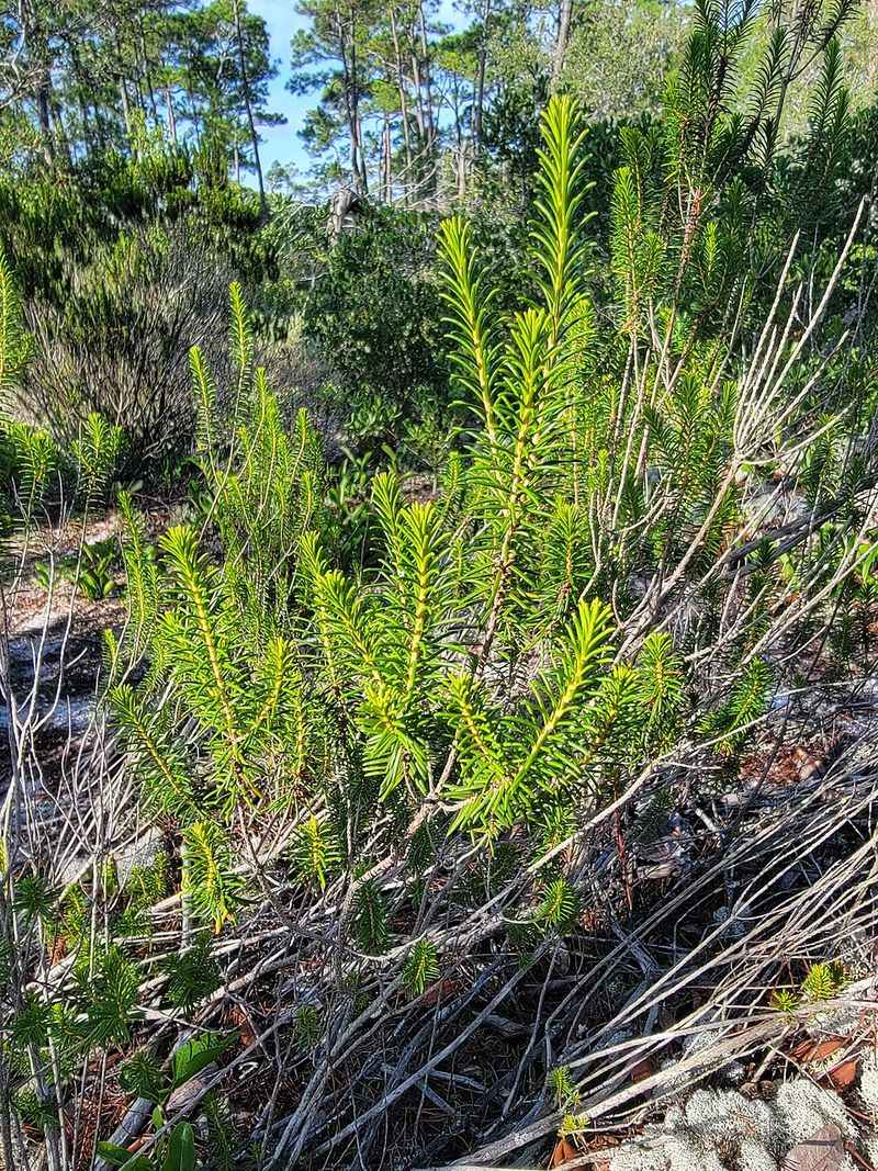 Florida Rosemary Gives Dry Sandy Beds A Polished Scrub Look Florida Rosemary Gives Dry Sandy Beds A Polished Scrub Look