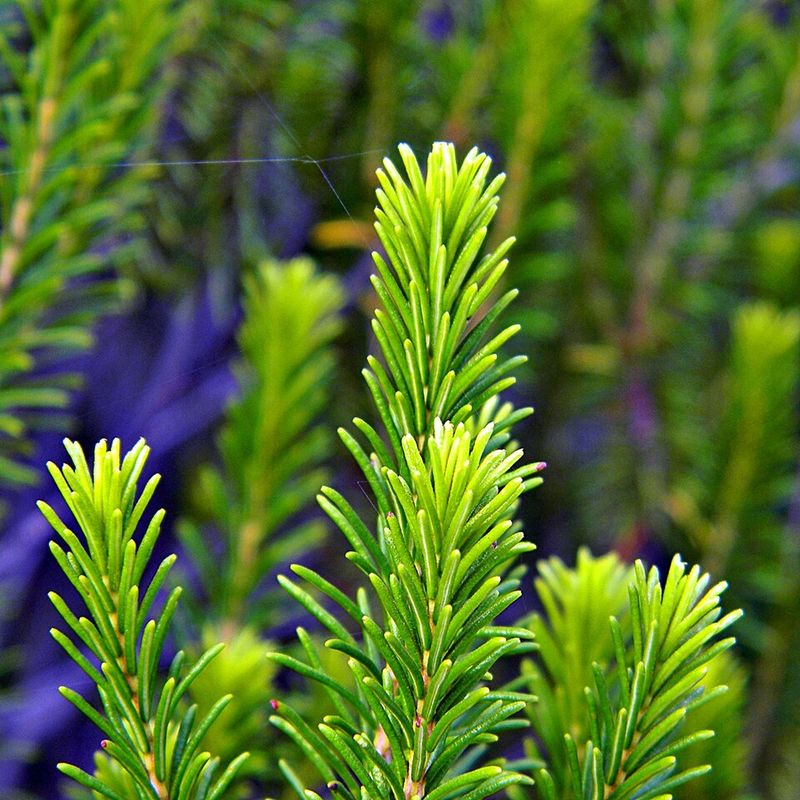 Florida Rosemary Handles Dry Sandy Beds With Scrubland Style Florida Rosemary Handles Dry Sandy Beds With Scrubland Style
