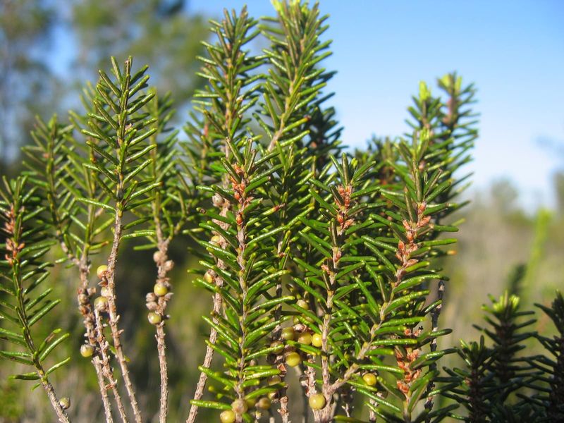 Florida Rosemary Shrugs Off Heat In Dry Sandy Beds