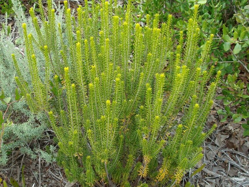 Florida Rosemary Stays Polished In Dry Scrub-Style Beds