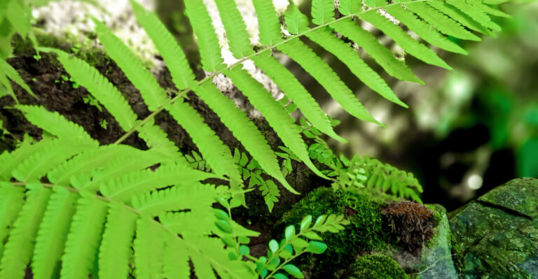 Thelypteris kunthii