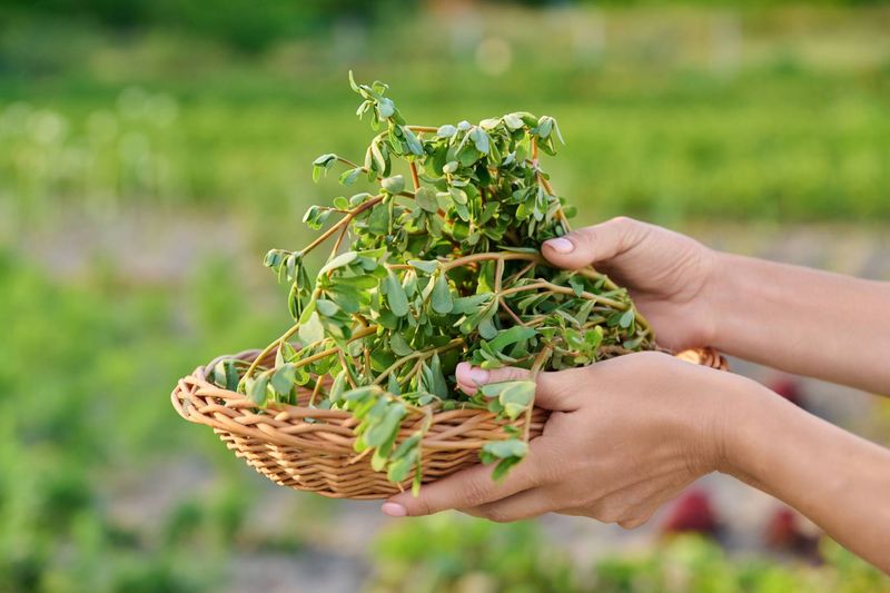 Florida Summer Gardens Reward Curious Gardeners