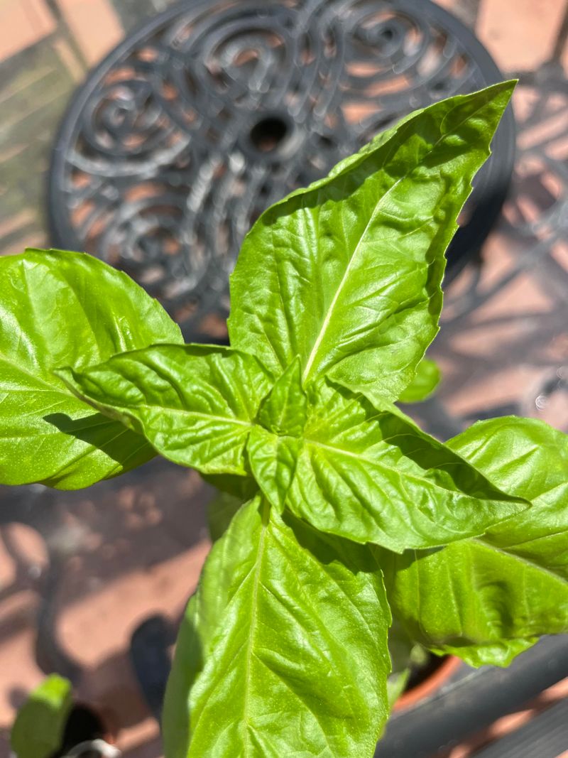 Florida Sun Helps Build Leafy Stems