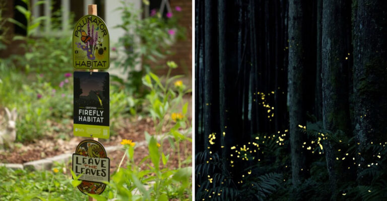 firefly habitat