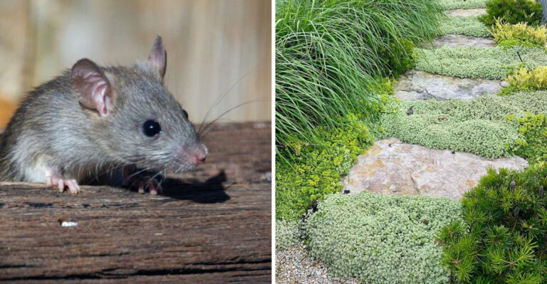 rat and ground covers