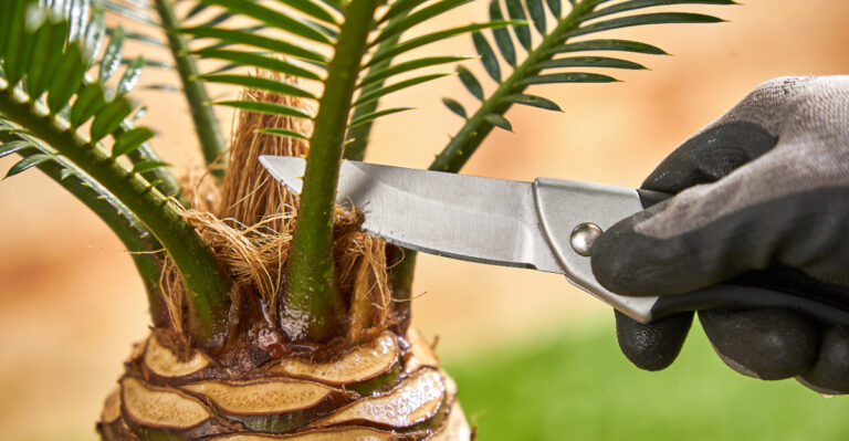 palm frond pruning