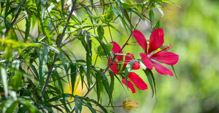 scarlet hibiscus