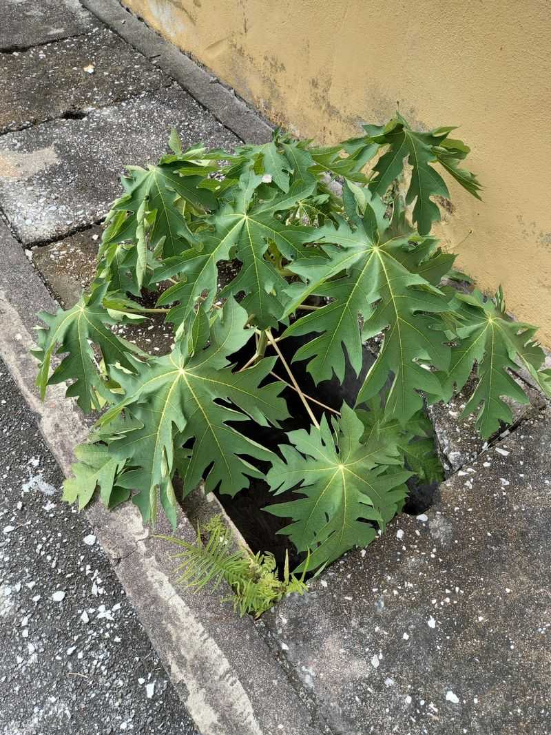 Florida's Drainage Problems Catch Papaya Growers Off-Guard