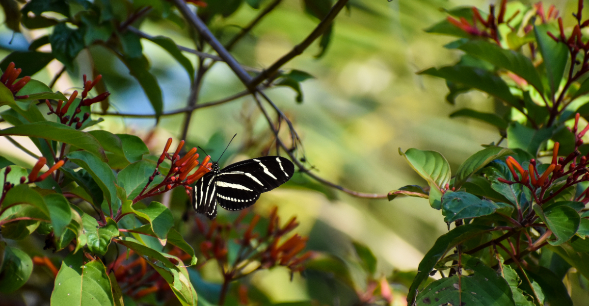 Florida zebra longwing butterfly on fire bush.