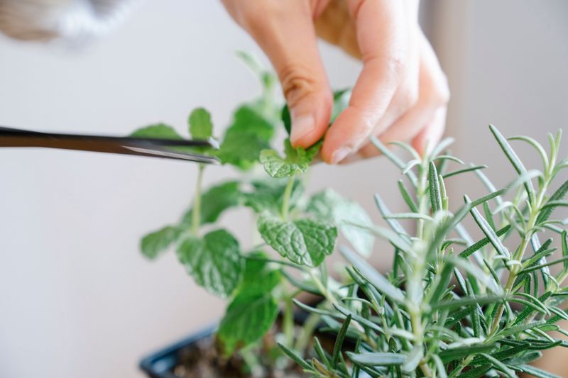 Florist Snips For Soft New Tip Growth