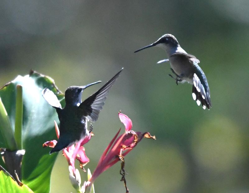 Flower Beds Turn Into Tiny Airspace Battles Flower Beds Turn Into Tiny Airspace Battles