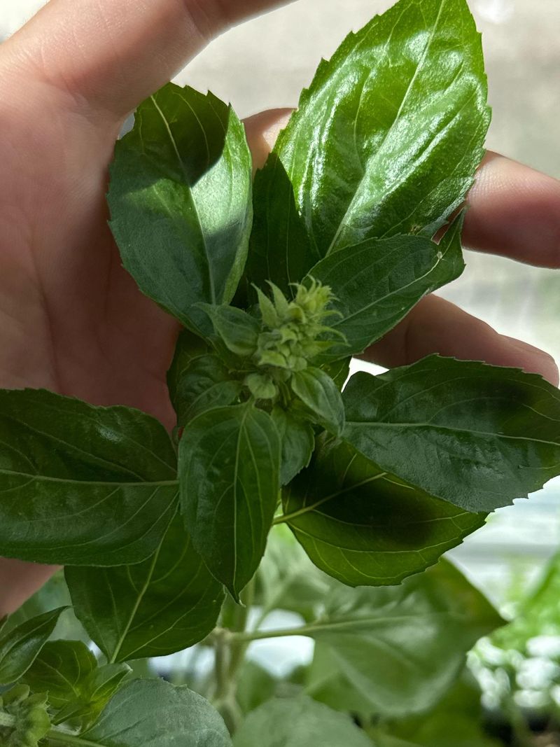 Flower Buds Can Slow Leaf Production