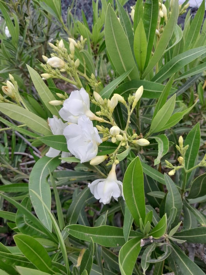 Flower Drop Creates Seasonal Cleanup Work