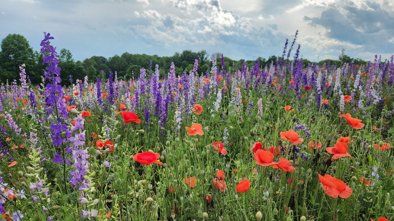 Flower Picking Has Separate Stem Pricing