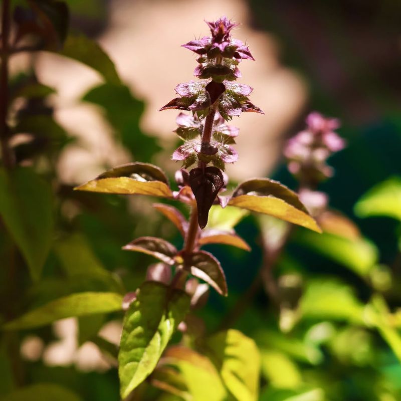 Flowering Basil And What To Do About It