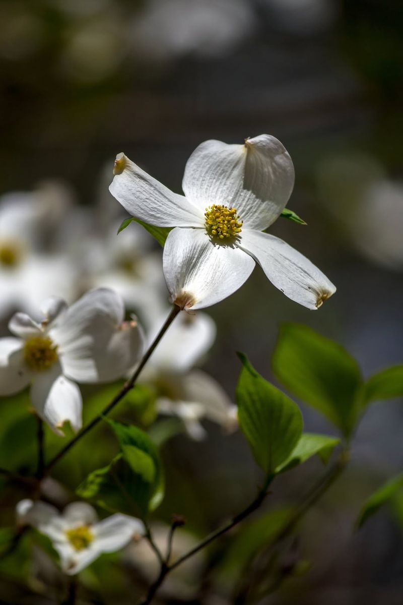 Flowering Dogwood 