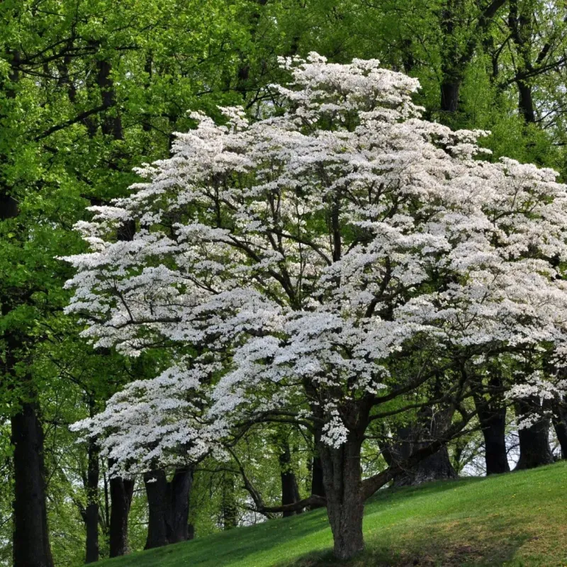 Flowering Dogwood Adds Berries And Branching Cover