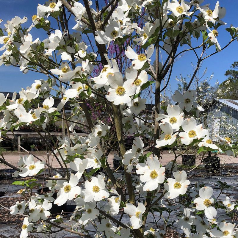 Flowering Dogwood Blooms In Spring