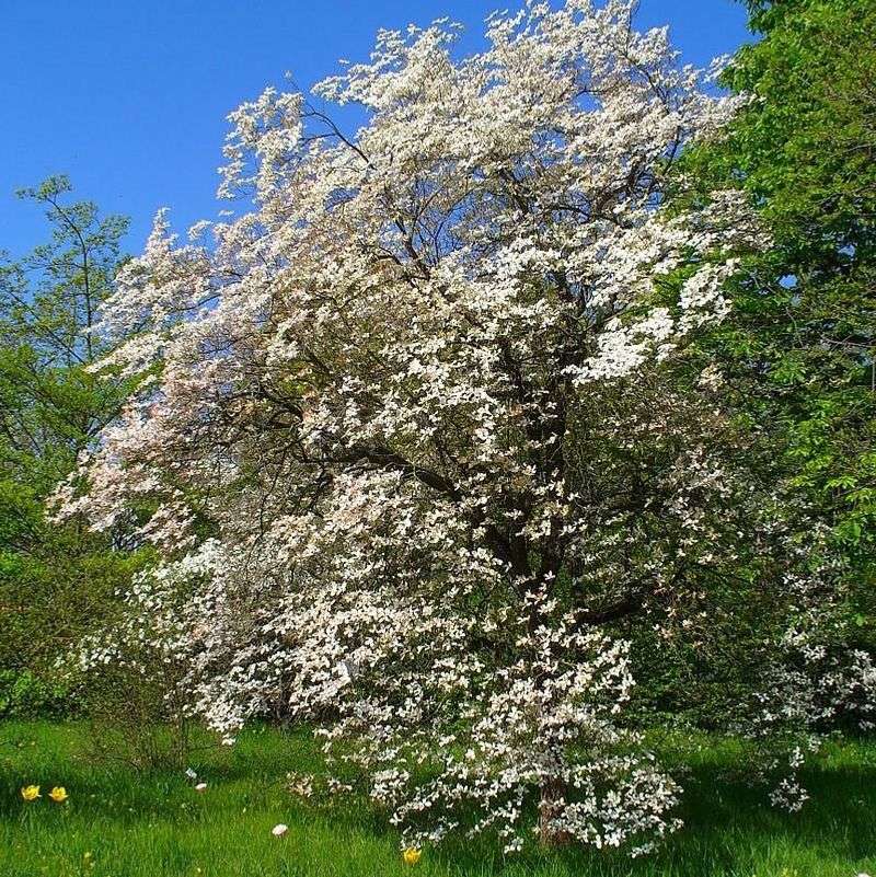 Flowering Dogwood Brings Blooms And Red Fruit Flowering Dogwood Brings Blooms And Red Fruit