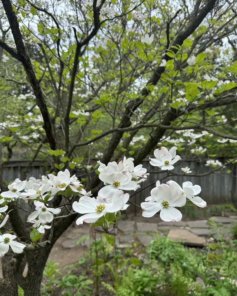 Flowering Dogwood Draws Birds And Pollinators