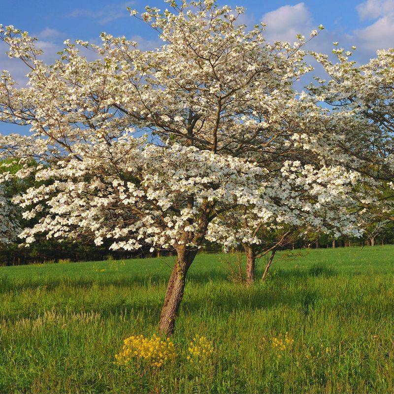 Flowering Dogwood Fits Woodland Edges Flowering Dogwood Fits Woodland Edges