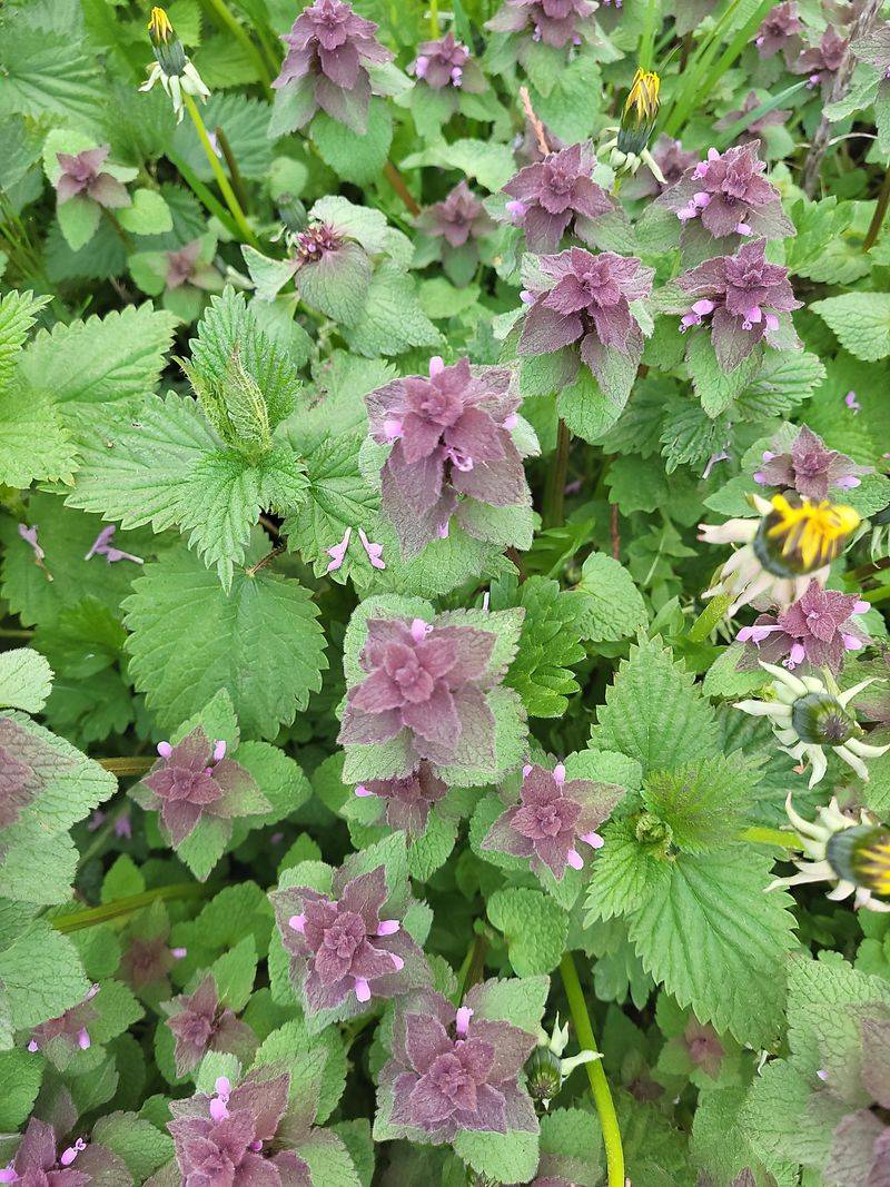 Flowering Nettles Support Insects