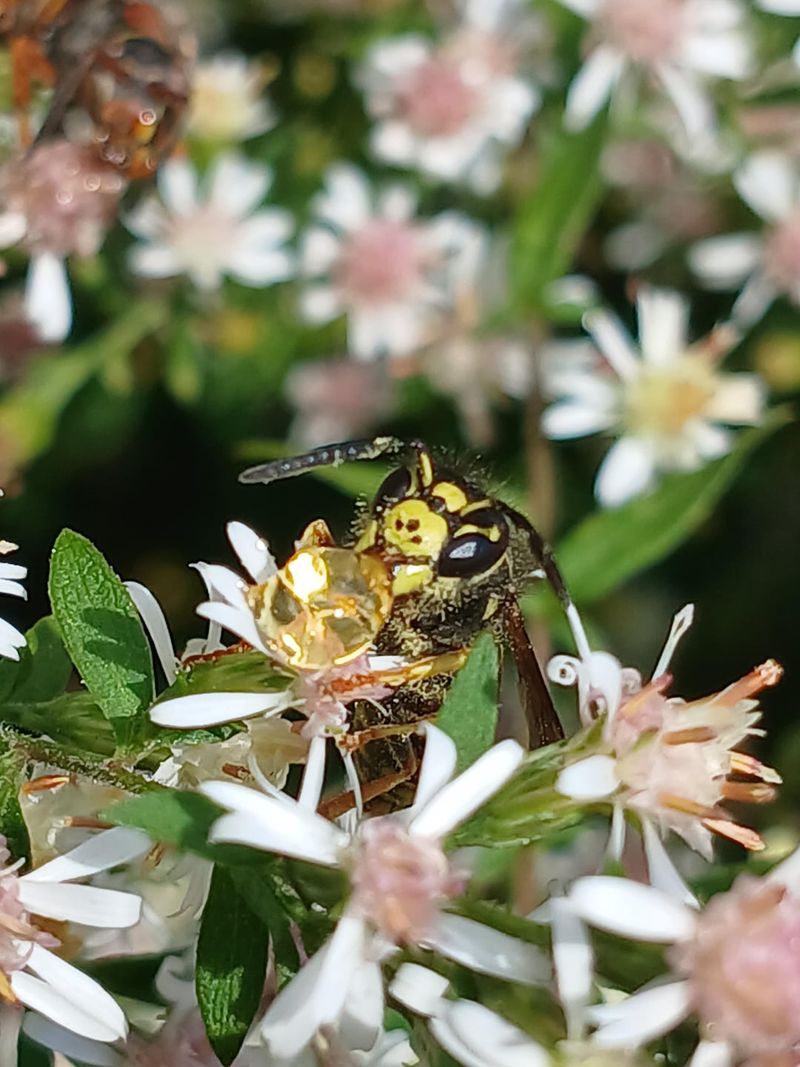 Flowering Plants Are Offering A Reliable Nectar Supply