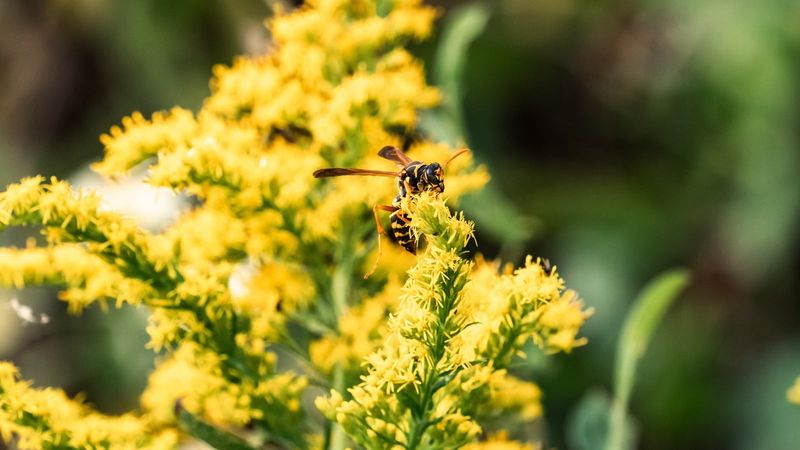 Flowering Plants May Be Drawing Foraging Wasps
