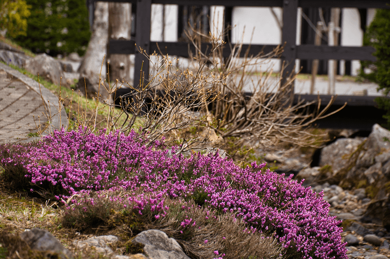 Flowering Plants Nearby Are Pulling Them Close Flowering Plants Nearby Are Pulling Them Close
