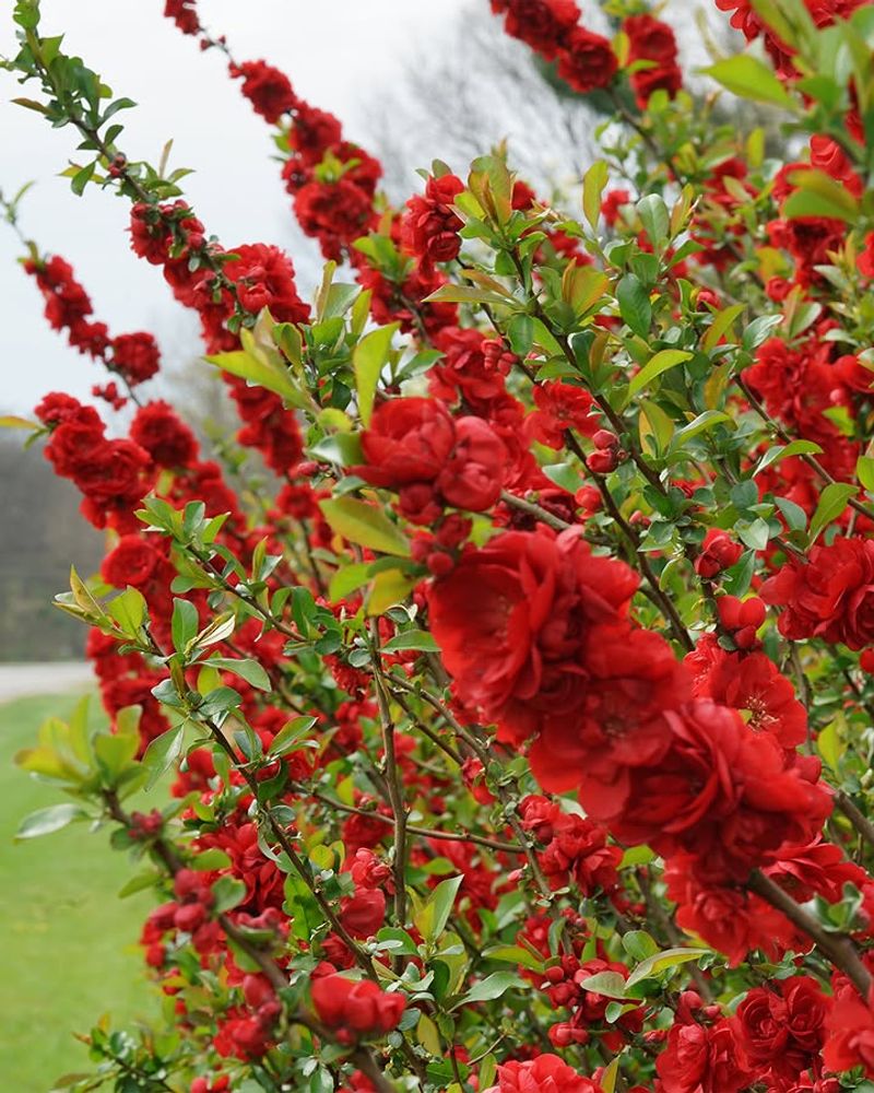 Flowering Quince Sets Buds On Older Wood