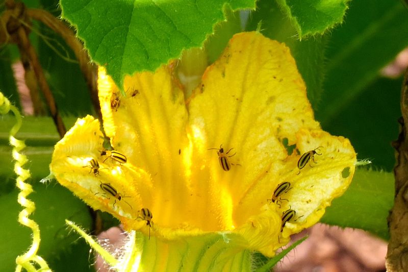 Flowers And Fruit Can Show Feeding Scars
