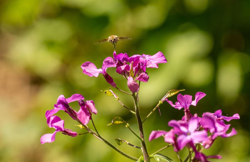 Flowers Are Nearby Providing A Food Source Flowers Are Nearby Providing A Food Source