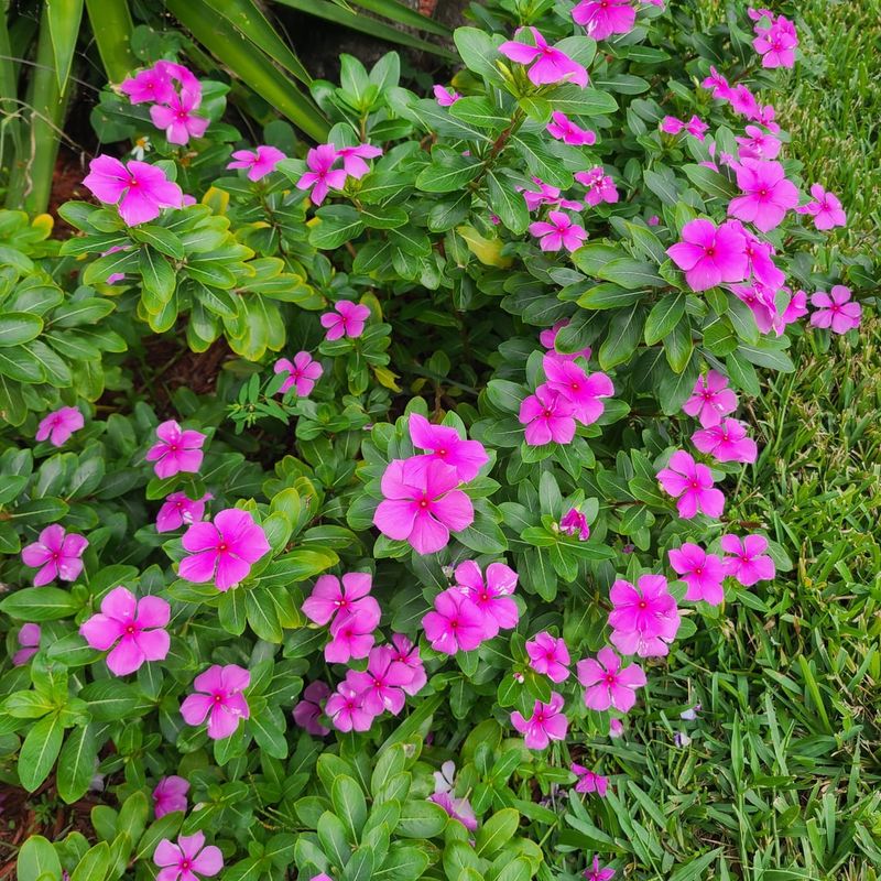 Flowers Through The Warm Months