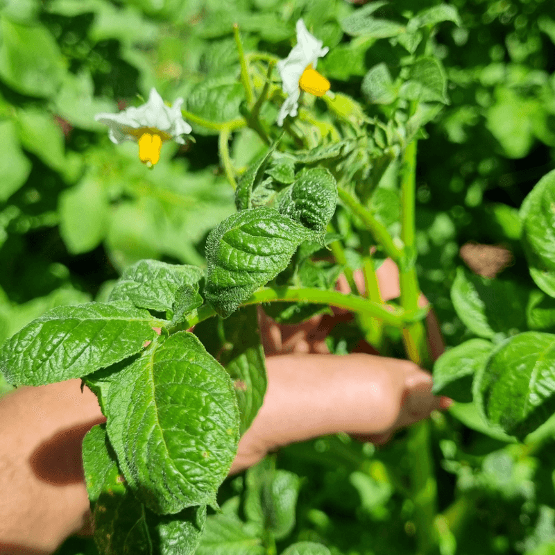 Flowers Use A Small Amount Of Plant Energy