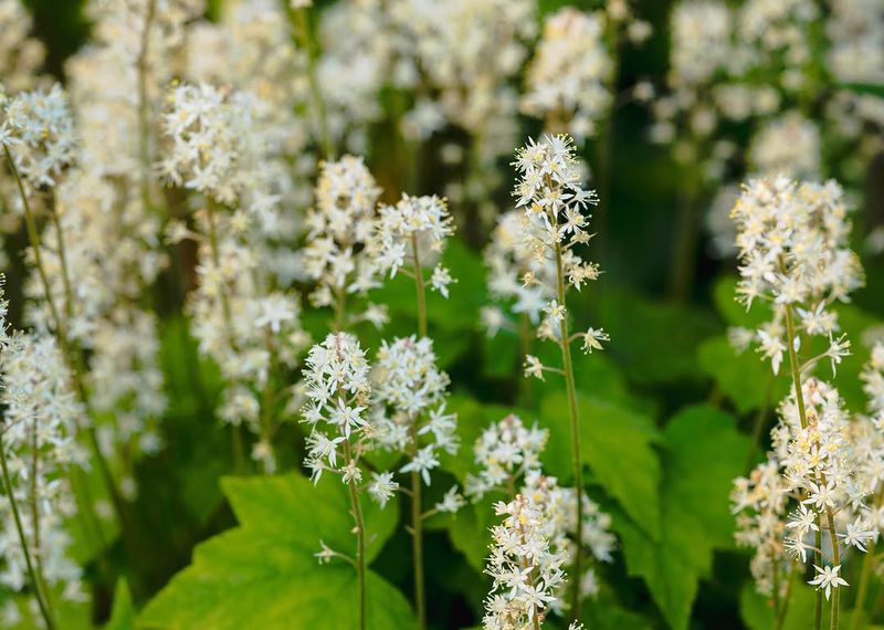 Foamflower Foamflower
