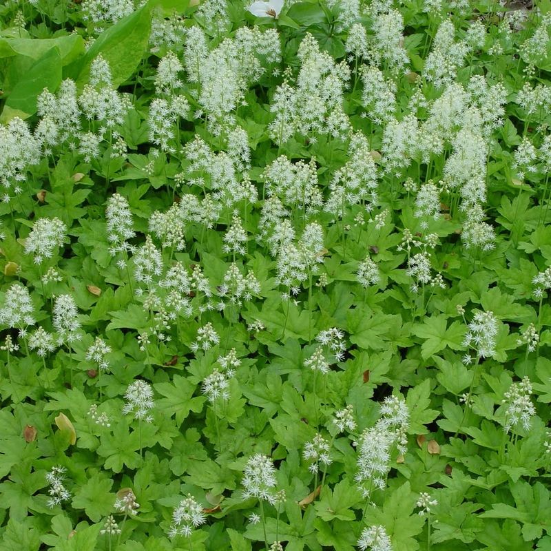 Foamflower