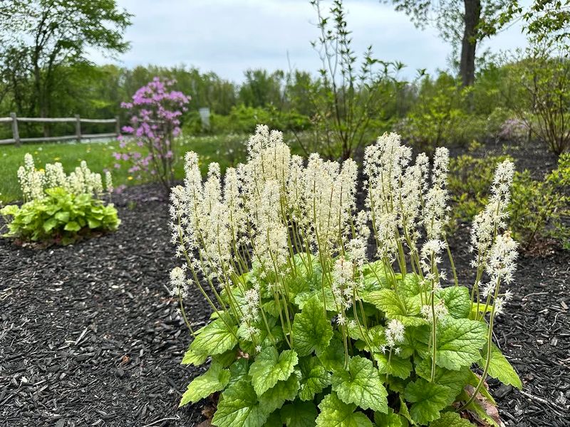 Foamflower Foamflower