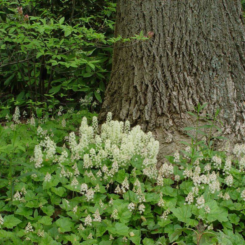 Foamflower Adds Texture Under Trees