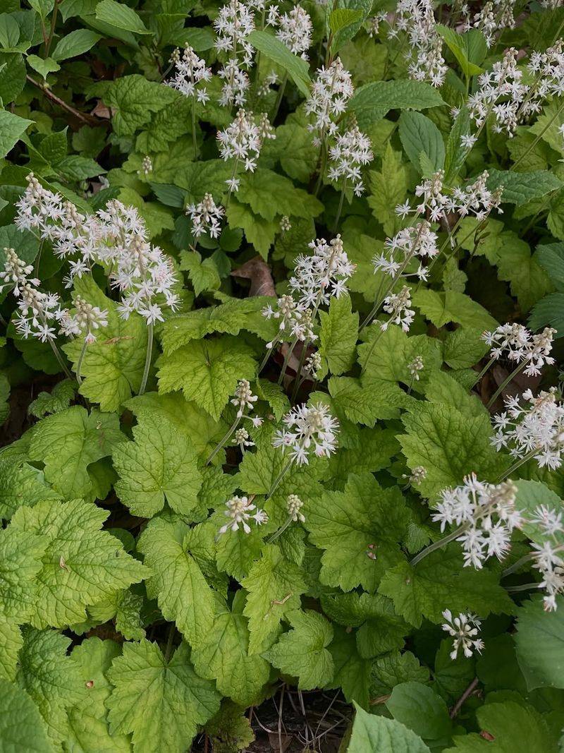 Foamflower And Sedges Complete The Look Foamflower And Sedges Complete The Look