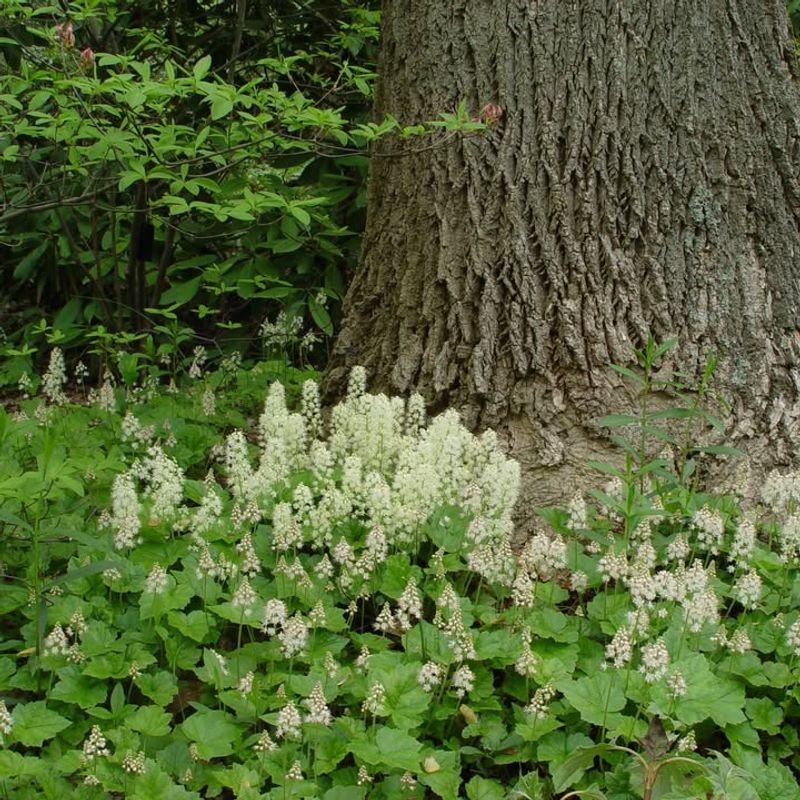 Foamflower Brightens Moist Tree Beds