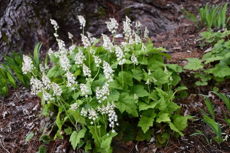 Foamflower Covers Damp Shady Ground