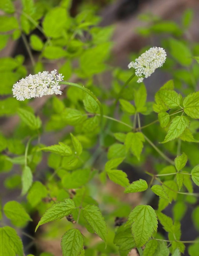 Foamflower Forms A Living Carpet Beneath Trees